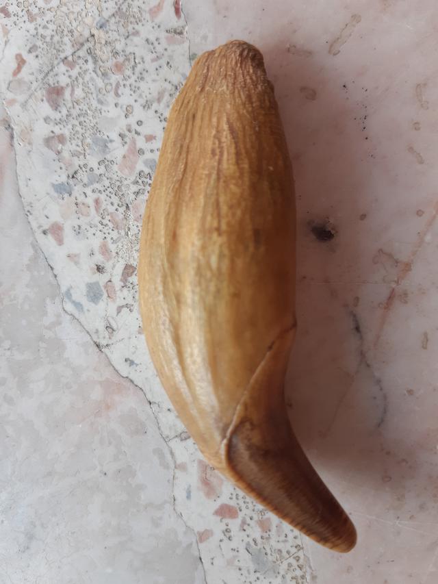 เขี้ยวหมีเก่า 1