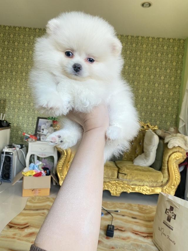 ปอมเมอรเนียนแท้ พร้อมส่ง 3