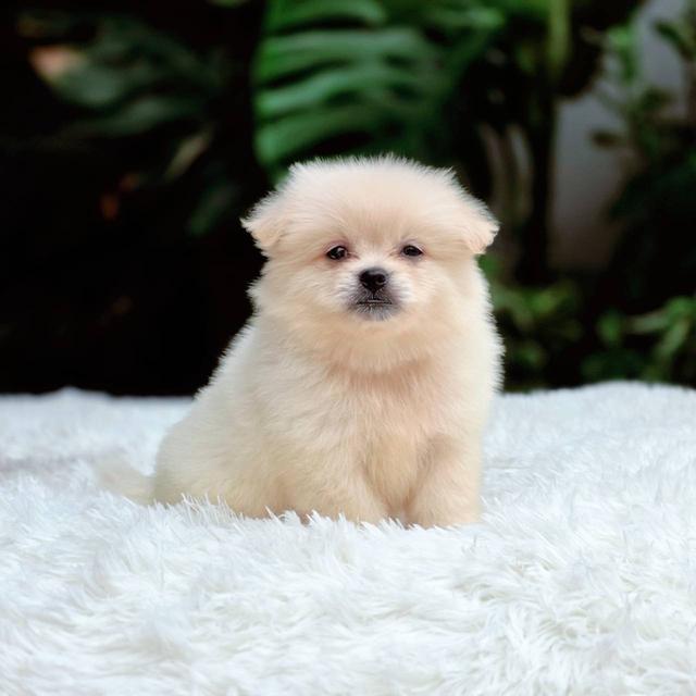 ปอมผสมชิวาวาเพศเมีย