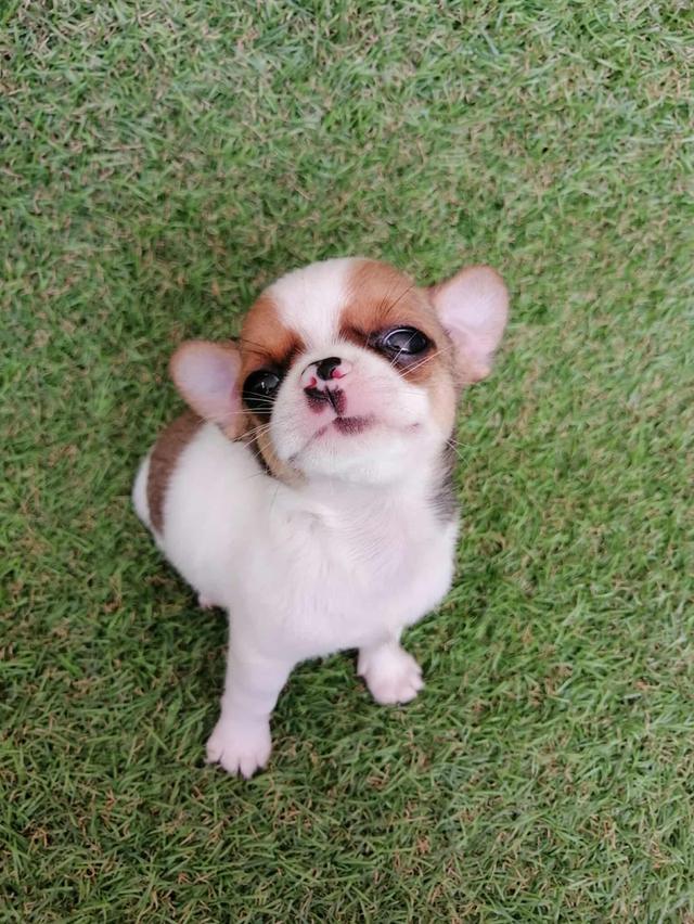 ชิวาว่าเเท้ขนสั้น ช. 11