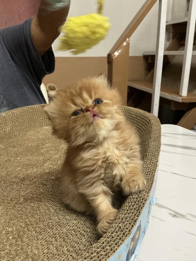 ลูกแมวเปอร์เซีย หน้าบี้หน้าหล่น หน้าตุ๊กตา เปิดกล้องดูเด็กๆได้ค่ะ รูปที่ 7