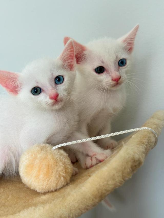แมวขาวมณีสองตัวน่ารักนะไม่สนใจหรอ 3