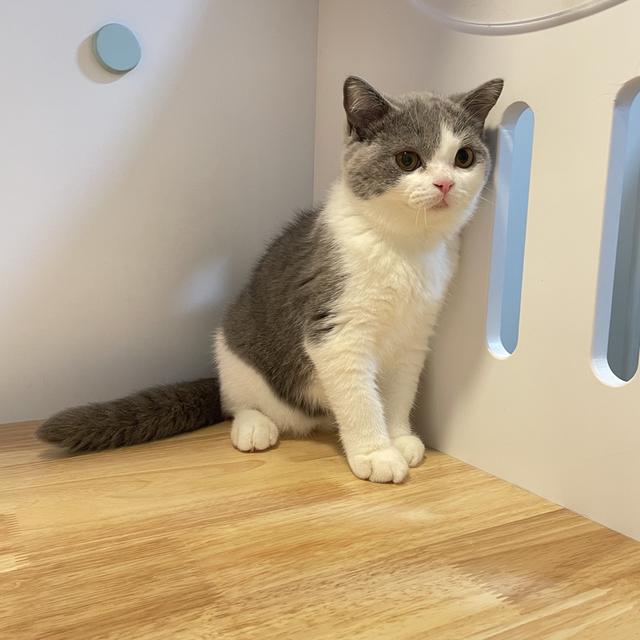 แมวมันช์กิ้นขายาวพร้อมย้าย 6