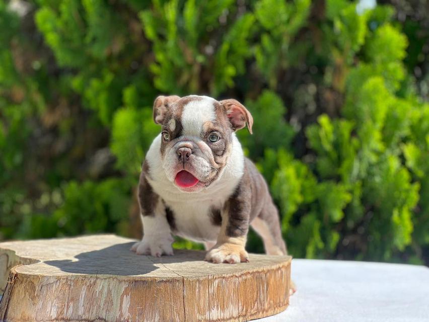 English Bulldog Puppies  WhatsApp me : +66 63 826 3042 รูปที่ 2