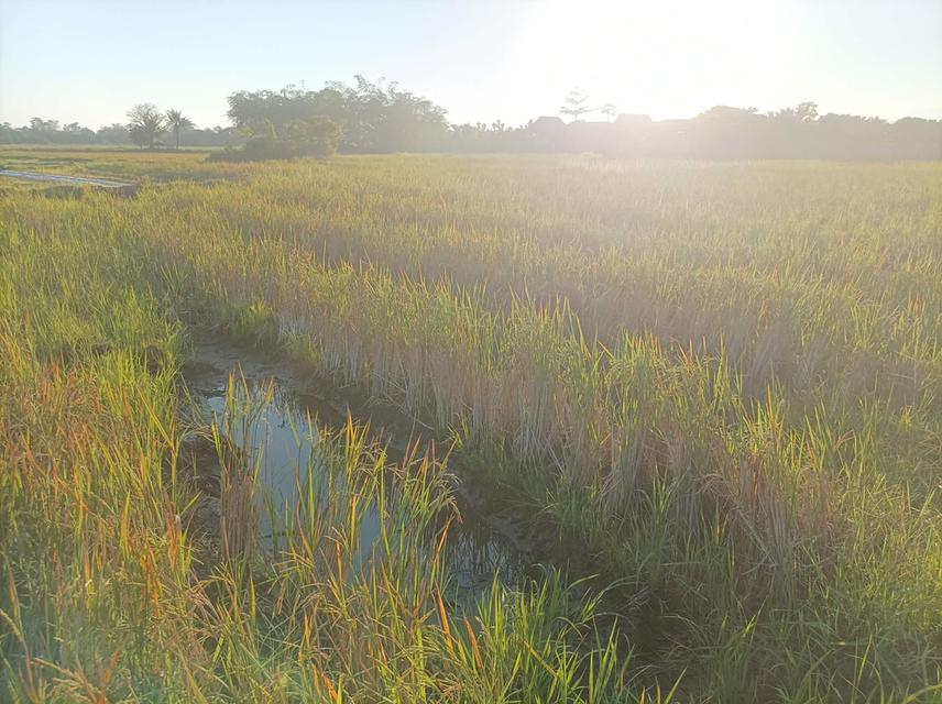 ขายที่ดิน 9ไร่3งาน ต.ป่าป้อง อ.ดอยสะเก็ด จ.เชียงใหม่ 4