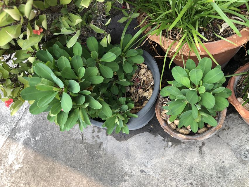 ไตรโคเดอร์มา เห็นผลไวแม่ยายยังถามซื้อ รูปที่ 11