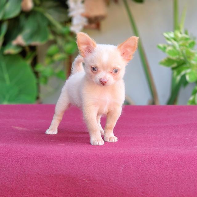 น้องโมโม่ ชิวาวาแท้ขนสั้นสีครีม