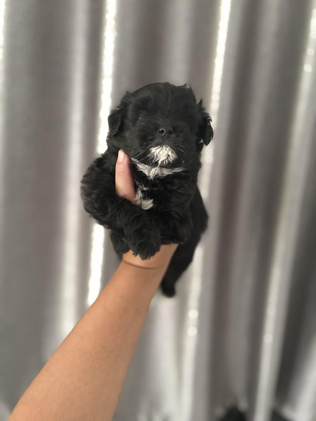 น้องหมา ชิวาว่ามอสทินผสมพุดเดิ้ล รูปที่ 4