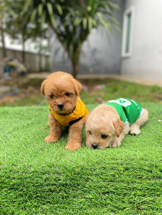 พุดเดิ้ล+ชิวาวา เพศชาย น่ารักๆ รูปย่อยที่ 2