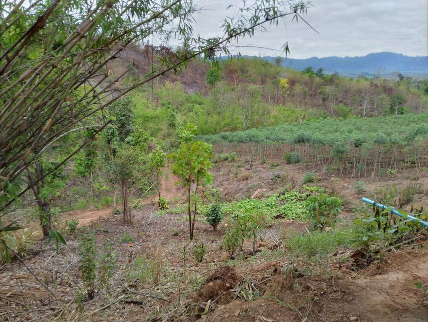 ที่ดินทำการเกษตร เหมาะทำรีสอร์ท บ้านพักตากอากาศ 7