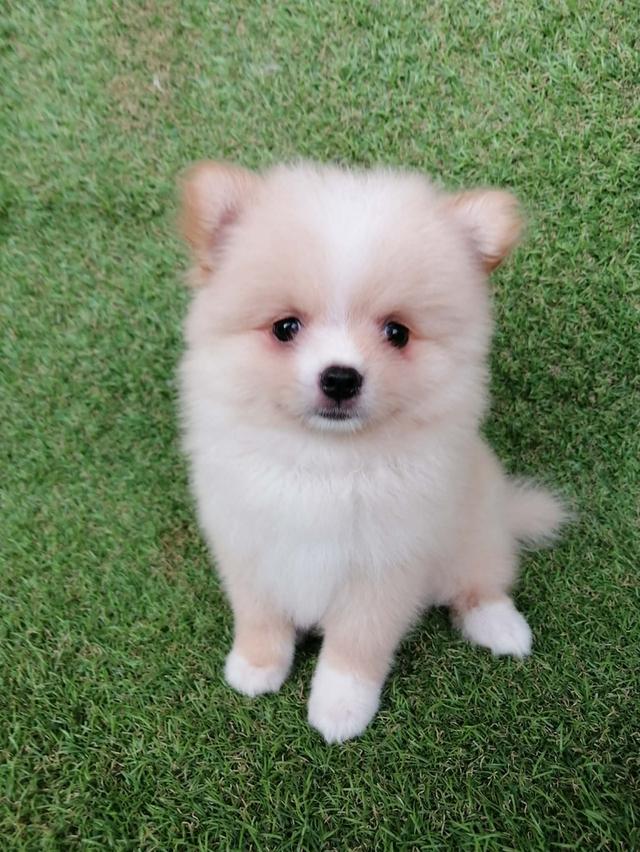 ปอมเเท้ เพศเมีย พร้อมย้าย รูปที่ 3