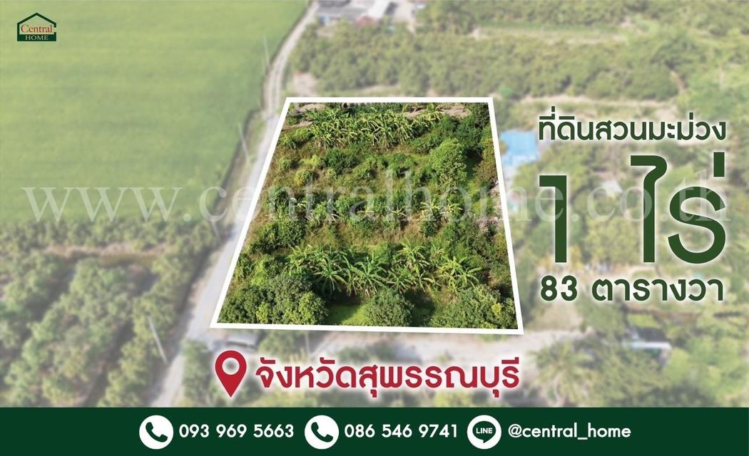 ที่ดินสวนมะม่วง โพธิ์พระยา เมืองสุพรรณบุรี ใกล้ตัวเมือง ราคาถูกมาก 1