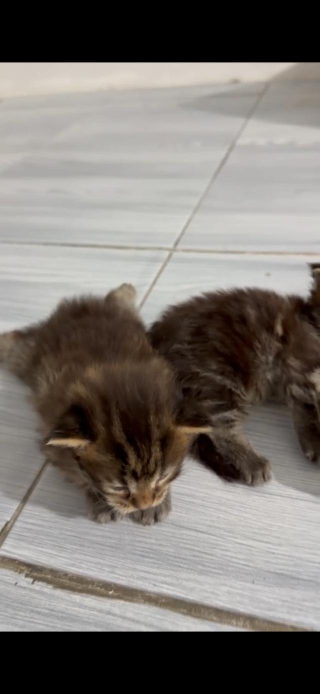 ลูกแมวเมนคูน พร้อมส่ง รูปที่ 3