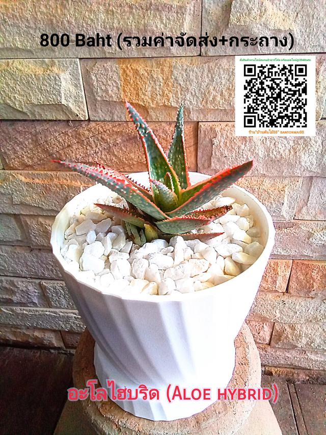 อะโลไฮบริด (Aloe hybrid) 1