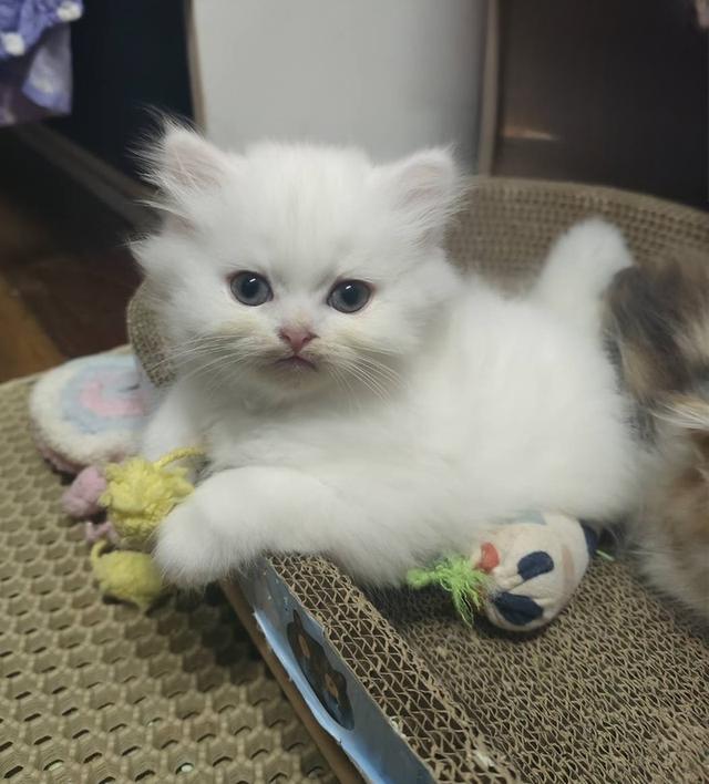 🌈น้องสีขาว ตาฟ้า ว่างตัวสุดท้าย น่ารักขึ้อ้อน ฟอรม์หมีขนแน่น