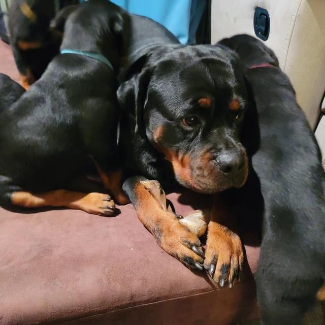 Rottweiler Puppies WhatsApp me : +66 63 826 3042 รูปย่อยที่ 4