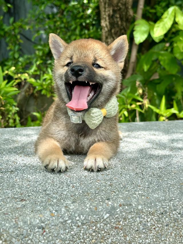 ชิบะอินุ Shiba