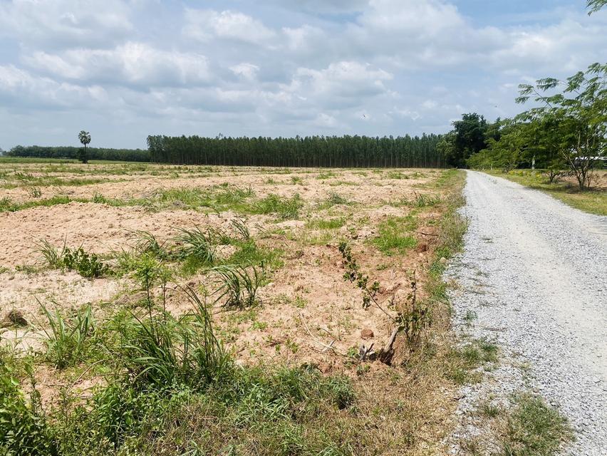 ขาย/แบ่งขาย ที่ดิน 25 ไร่ 1