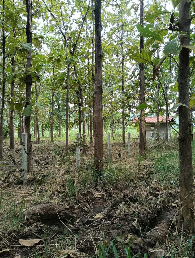 ที่ดินแบ่งขายสุพรรณบุรี 1