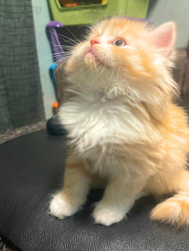 แมวส้มนำโชค-(ชาย)เกิด13/10/68 5