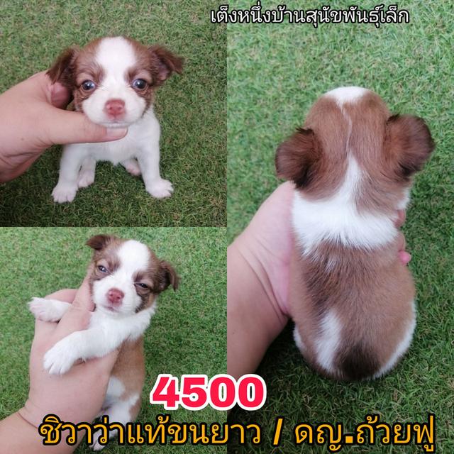 ชิวาว่าเเท้ขนยาว ตาฟ้าเทา ไซส์เล็ก 4500 รวมวัคซีน ถ่ายพยาธิเเละเทสลำไส้ พร้อมย้าย