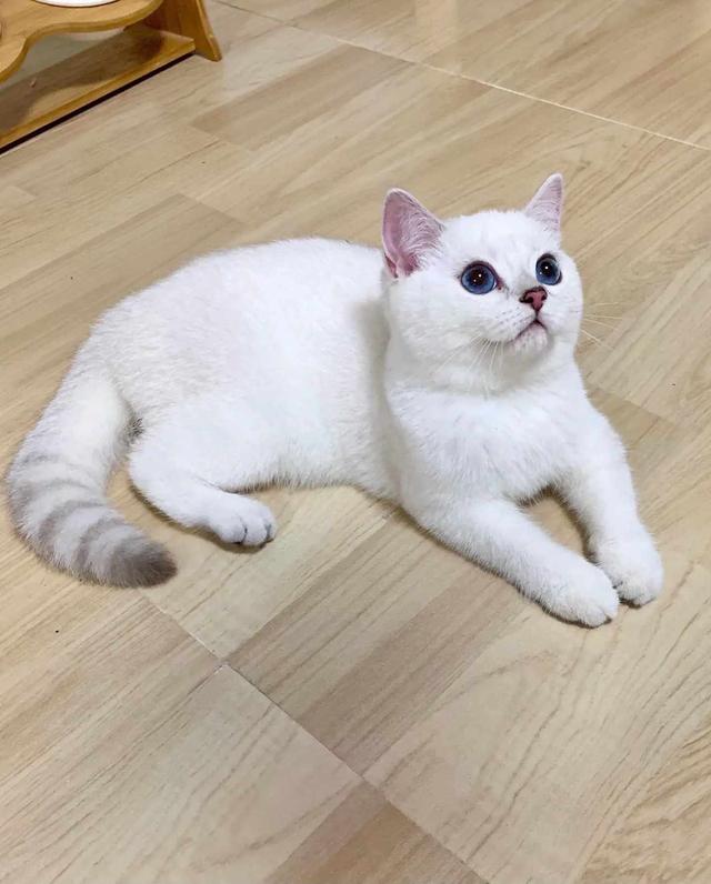 แมวบริติชช็อตแฮร์ตัวขาวหางลาย