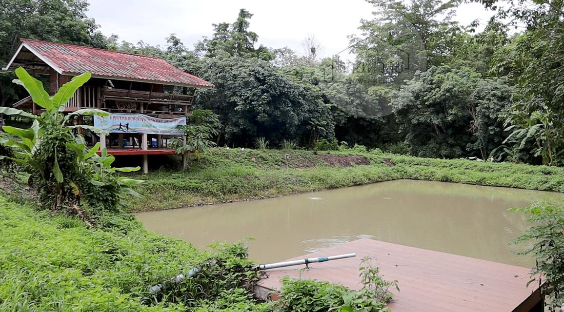 ขายที่ดิน (โฉนด) บ้านพร้อมสวนยาง-จังหวัดน่าน 25 ไร่ 8