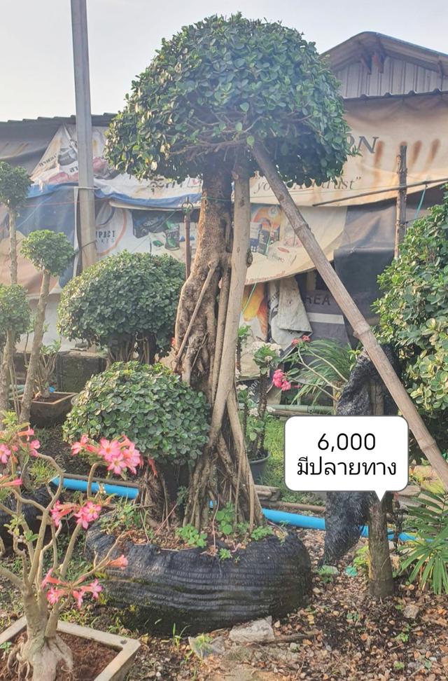 ไทรต่อยอดช้อนเงินช้อนทอง