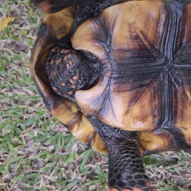 เป็นเต่าหัวเหลือง เพศผู้ 4