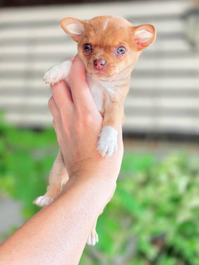 ชิวาวาแท้ เพศเมีย ขนสั้น รูปที่ 9