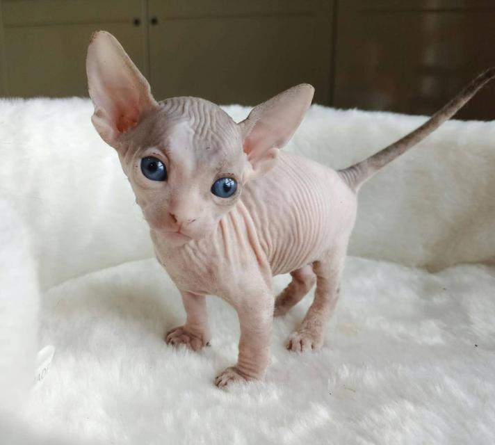 6.แมวแบมบิโน่ เพศผู้ Bambino Cat Male รูปที่ 5