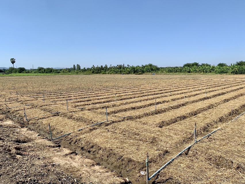 ขายที่ดินสวย10ไร่ โฉนดครุฑแดงพร้อมโอน ใกล้เทศบาลวังศาลา เข้าออกได้หลายทาง ติดถนนสาธารณะ วิวสวย บรรยากาศดี 3