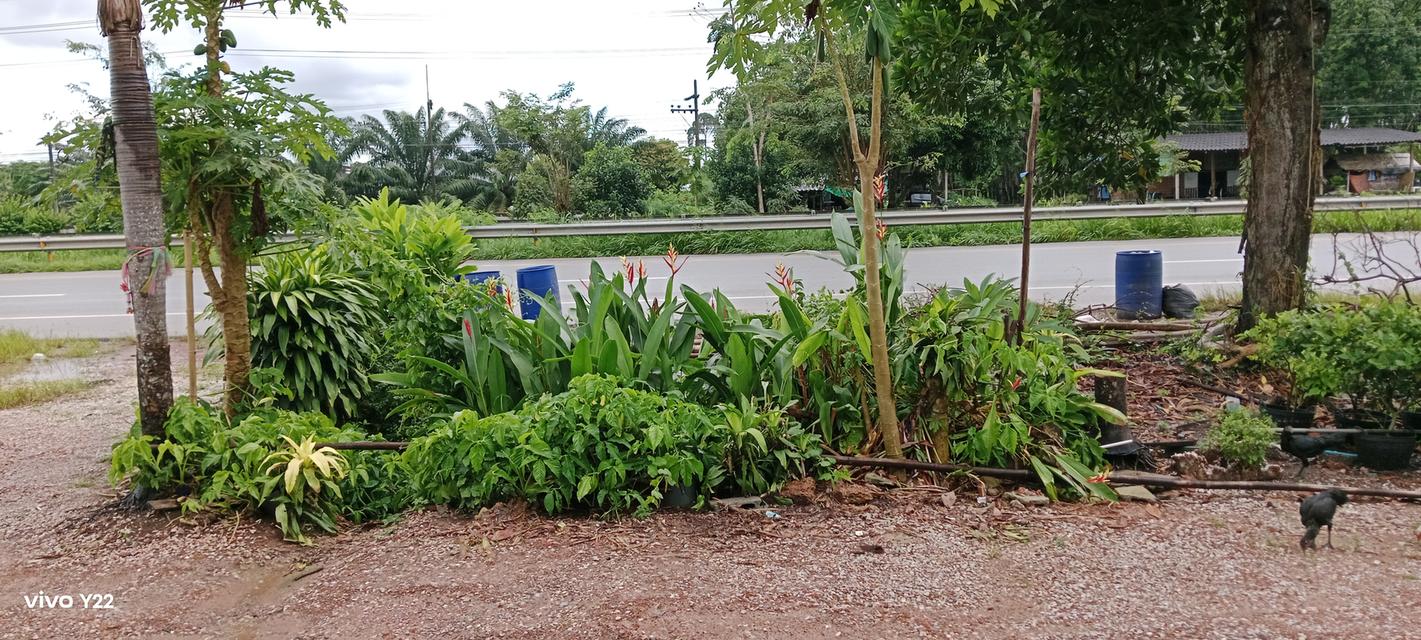 ที่ดินพร้อมห้องแถว 23ห้อง ตรงข้ามโรงงานปลากระป๋อง ใกล้ปั๊มพีที อำเภอวังจันทร์ จังหวัดระยอง 4