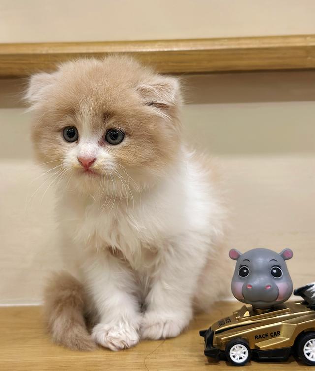 Lovely Scottish Fold ❤️ 4