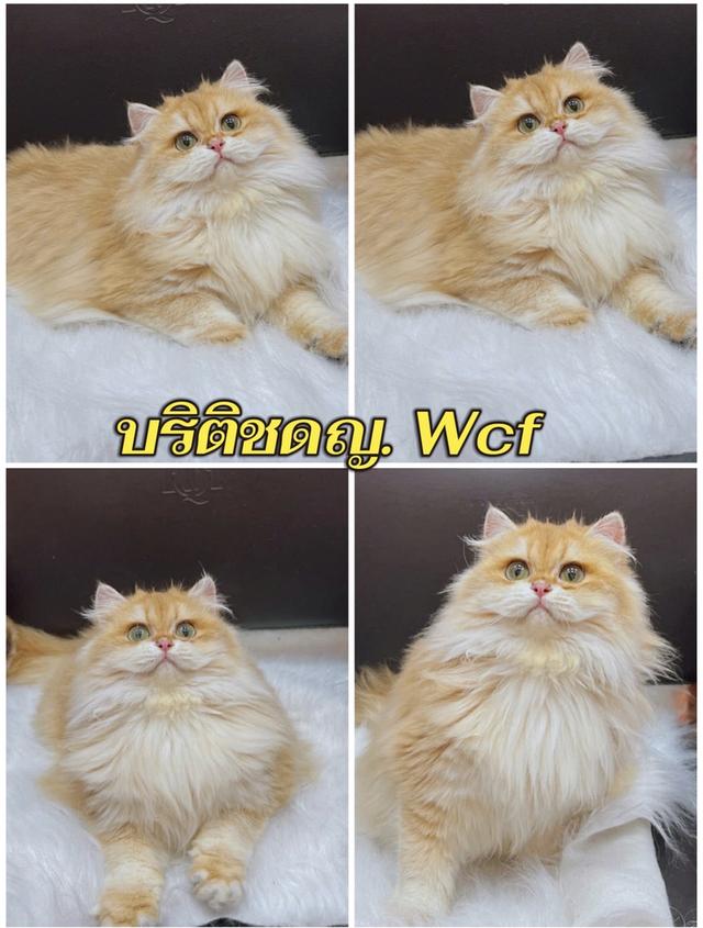 แมวบริติชสาวน้อย6เดือนny12