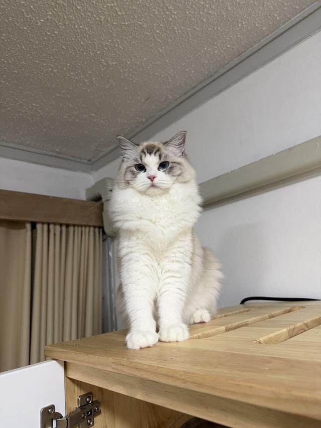 แมวแร็กดอล สาวน้อย7เดือนขี้อ้อนระดับ100 รูปที่ 4