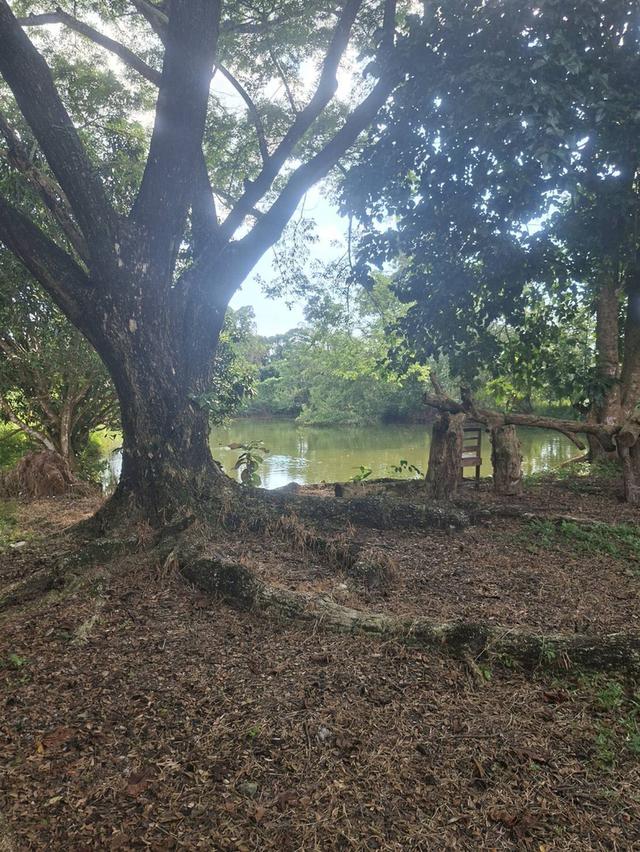 ขายบ้านสวนพร้อมที่ดิน นครนายก ใกล้เขื่อนขุนด่าน พร้อมบ้านและสระน้ำ 6