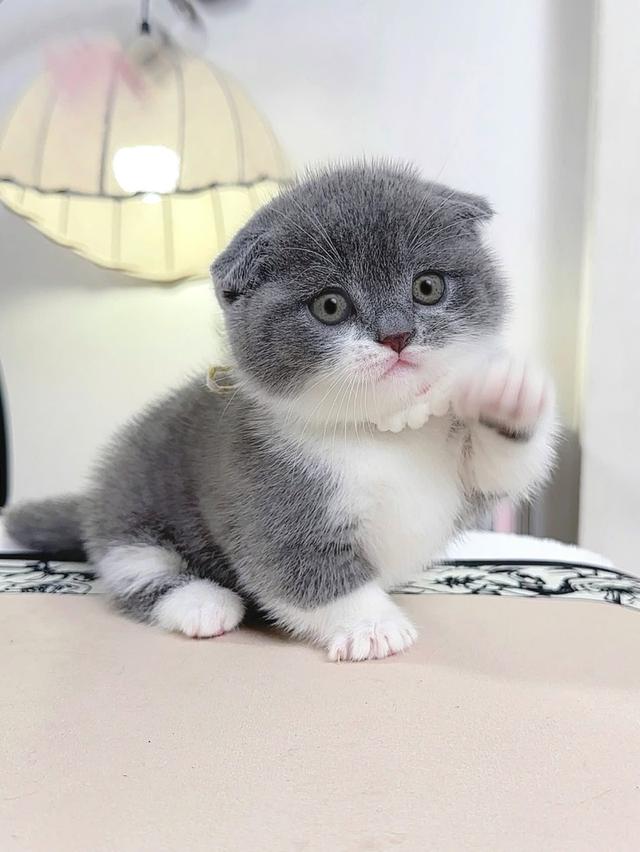 แมวมันช์กิ้นขาสั้นเด็กผู้หญิง รูปที่ 2