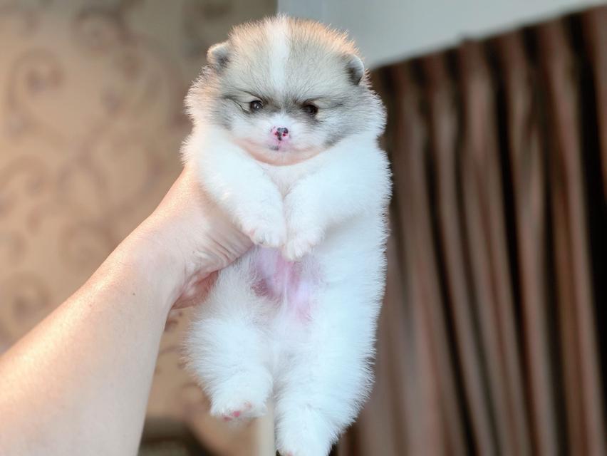 ปอมเมอเรเนียนแท้ เพศผู้ ทีคัพ รูปที่ 2