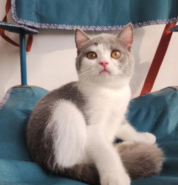 British​ Shorthair​ สีสวยน่ารักมาก 3