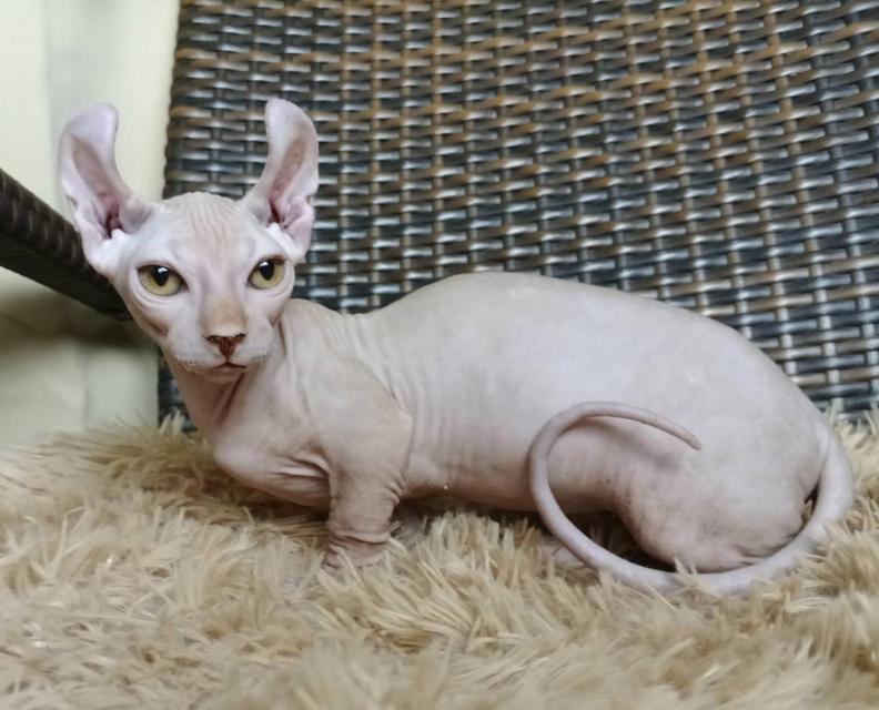 30.แมวดเวล/เพศผู้ Dwelf Cat/Male