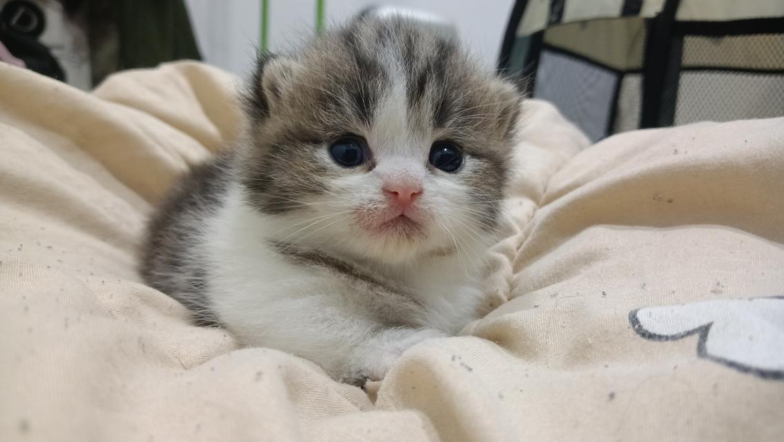 น้องแมวมัชกิ้นขาสั้น 3