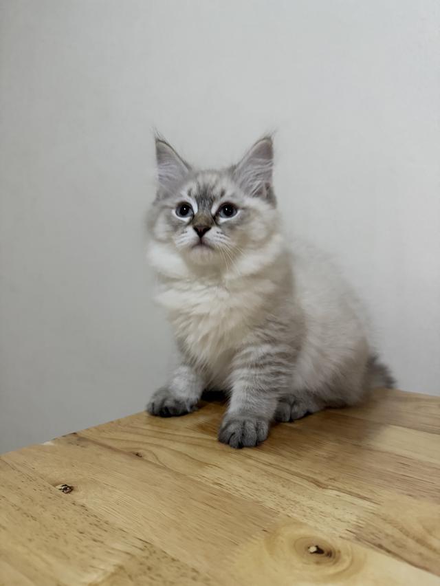 ลูกแมวไซบีเรียน (Siberian Cat) มีใบเพ็ท WCF