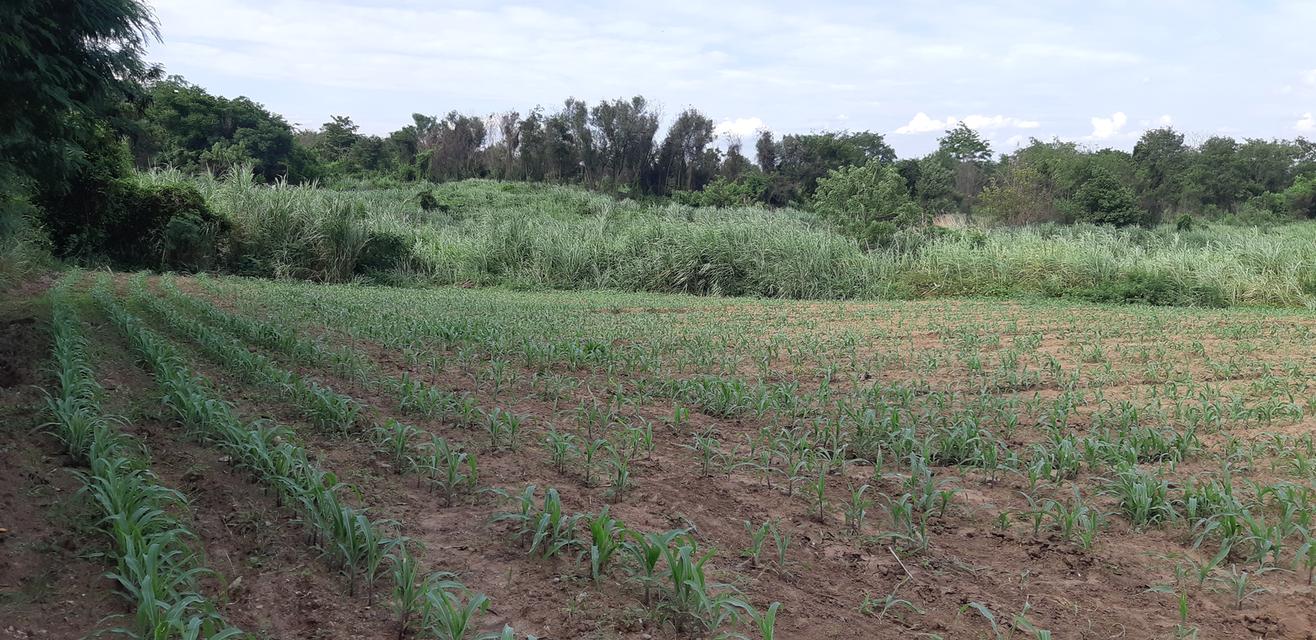 ขายที่ดินติดแม่น้ำป่าสัก 38-1-73 ไร่ แถมที่ดินเป็น น.ค.3 จำนวน 18 -2-59 ไร่ 15