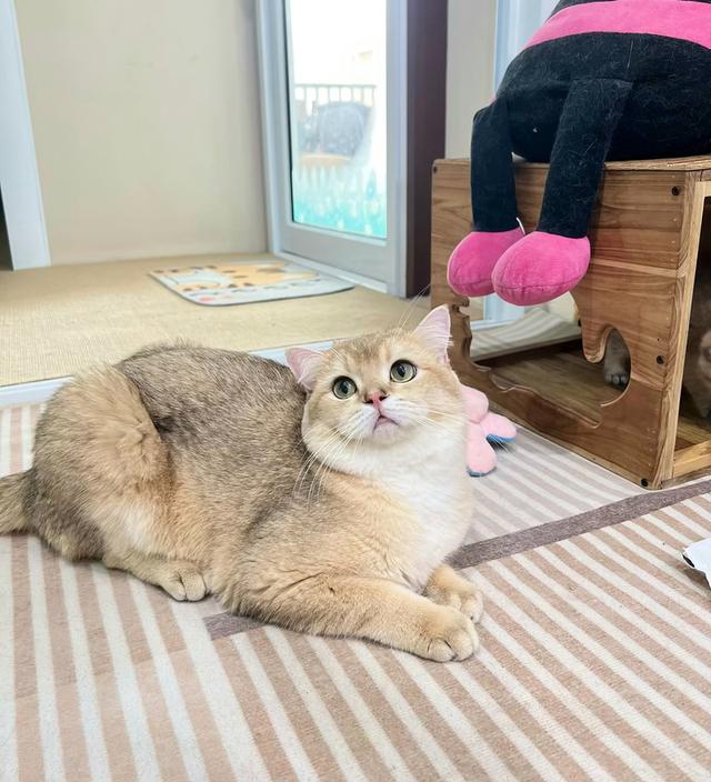 ดช.บริติช.