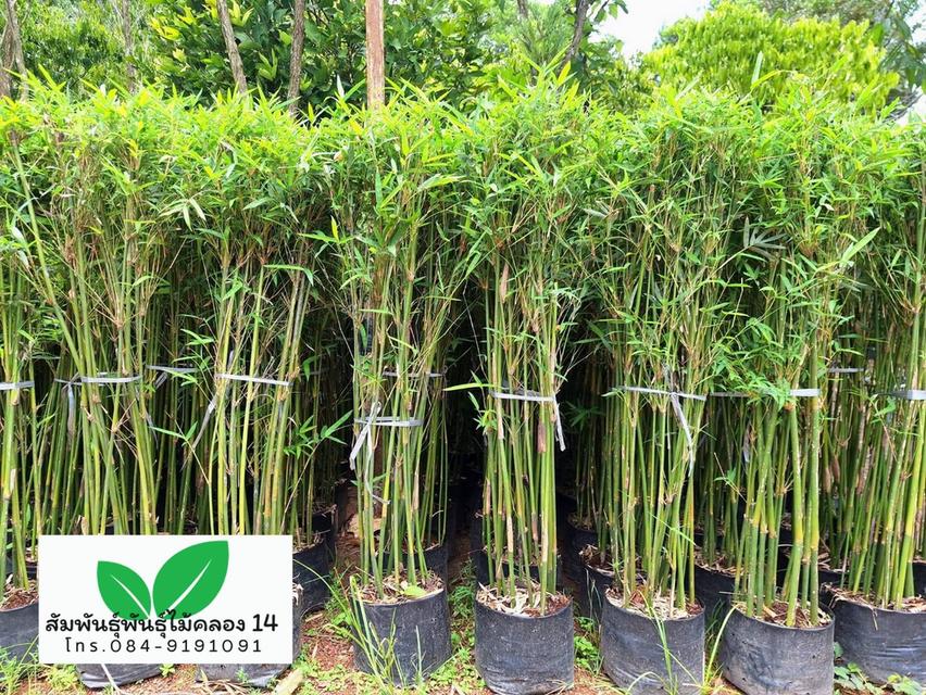 ไผ่หลอด ไผ่จีน ต้นไผ่หลอด รูปที่ 3