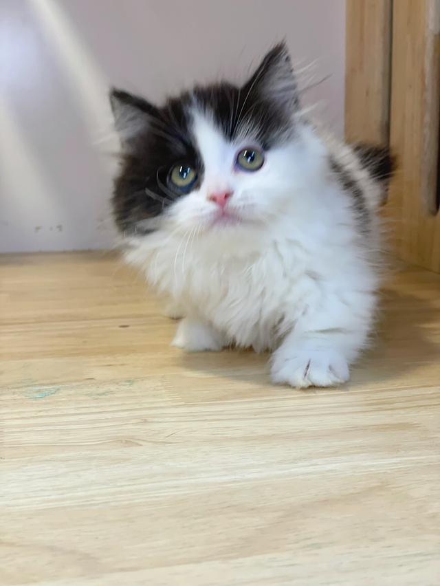 มันช์กิ้นขาสั้นพร้อมย้าย รูปที่ 10