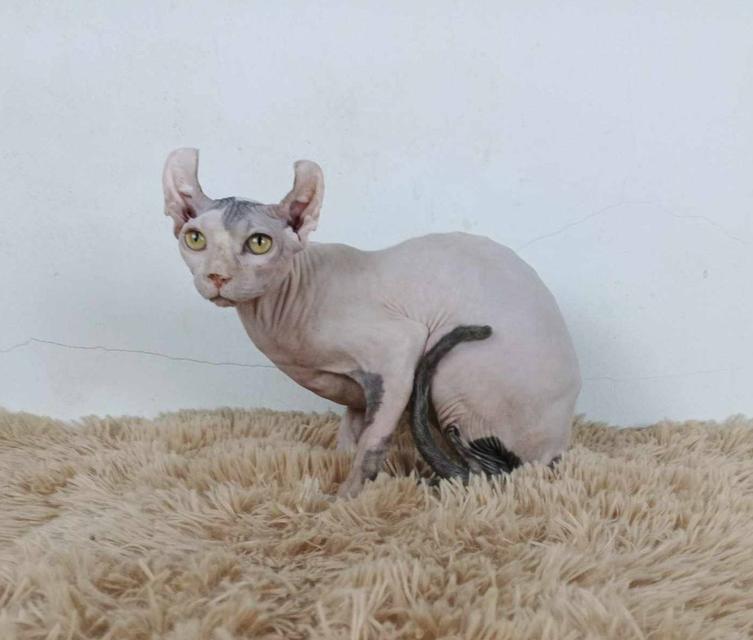 29.แมวเอลฟ์/เพศผู้ หาบ้าน Elf Cat/Male looking for a new home