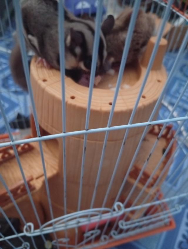 ซูการ์ไกรเเอร์ แคระตัวเล็กไม่โตแล้ว🫟 no I'm out รูปที่ 2