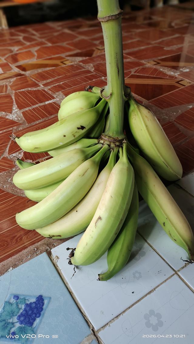 หน่อพันธุ์กล้วยงาช้างPlantain รูปที่ 5